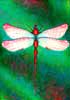 dragonfly painting.