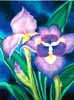 Iris oil painting.