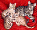 Bengal cats oil painting.