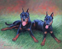 Beauceron oil painting.