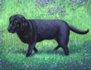 Labrador - Dog Painting