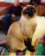 siamese cat 1